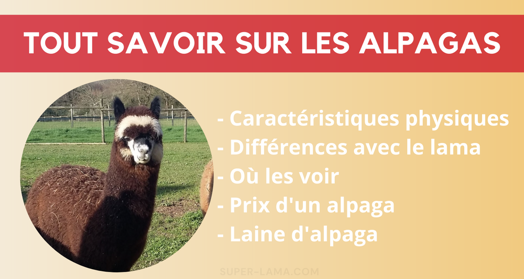 L’alpaga tout savoir sur cet animal emblématique