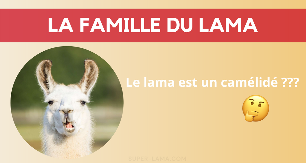 Quelle est la famille du lama ? Origines, camélidés, différence lama alpaga