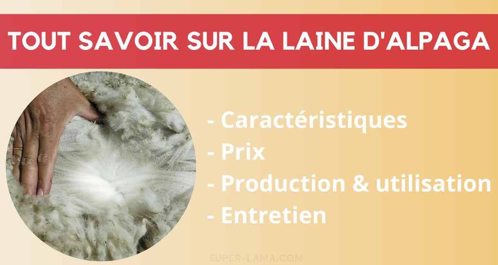 La laine d’alpaga : caractéristiques, prix, utilisation.