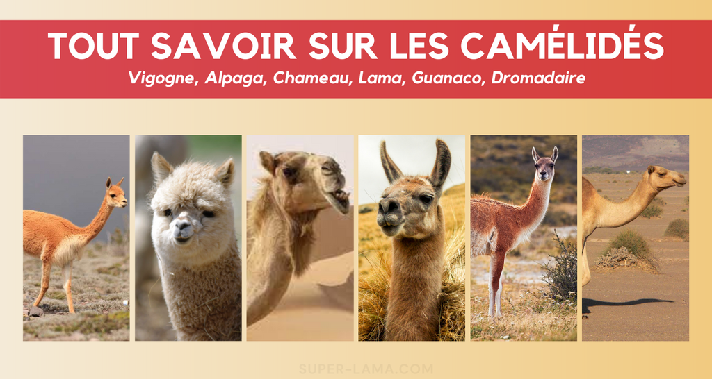 Les camélidés : vigogne, alpaga, chameau, lama, guanaco, dromadaire