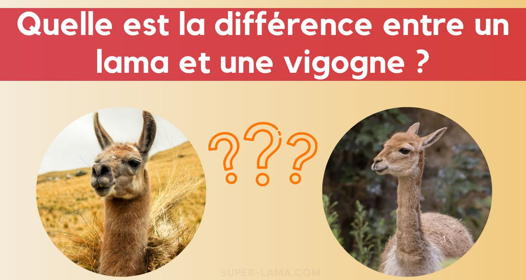 La différence entre un lama et une vigogne