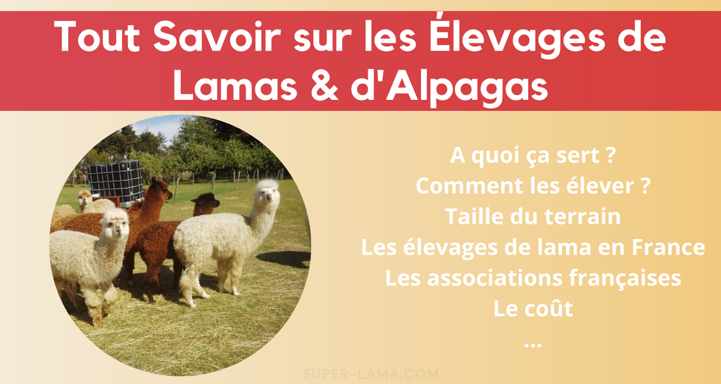 Tout savoir sur les élevages de lama