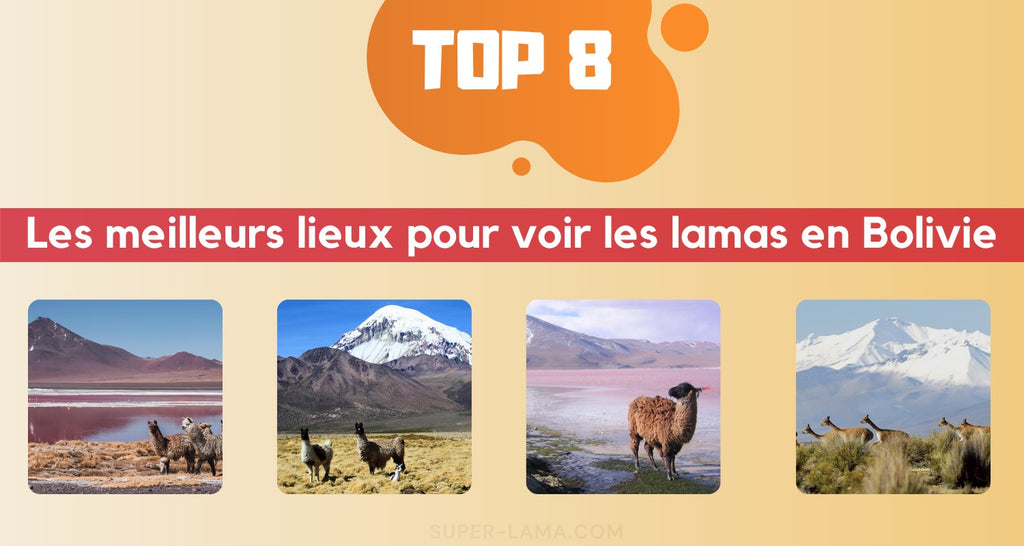 Où voir les lamas en Bolivie ?