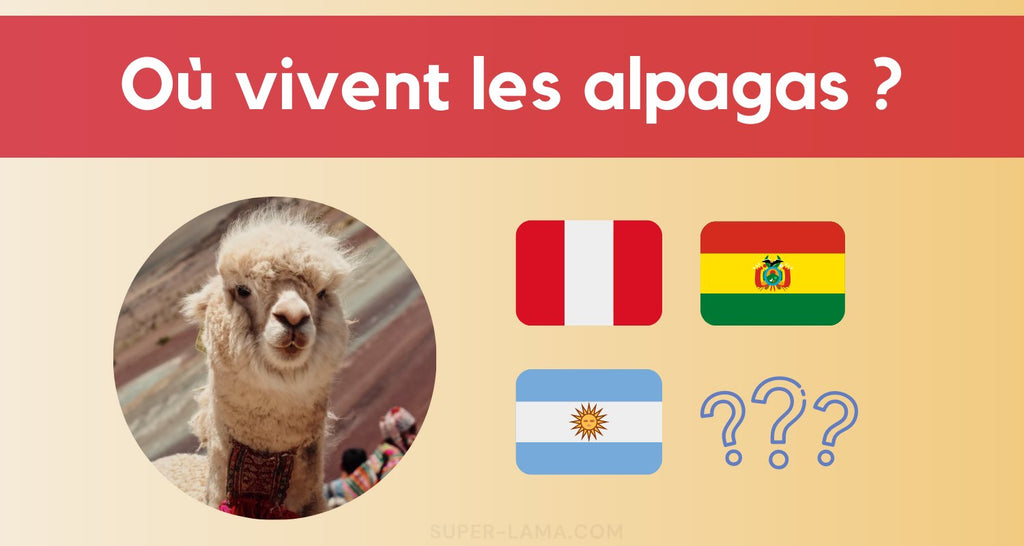 Où vivent les alpagas ? Où les rencontrer ?