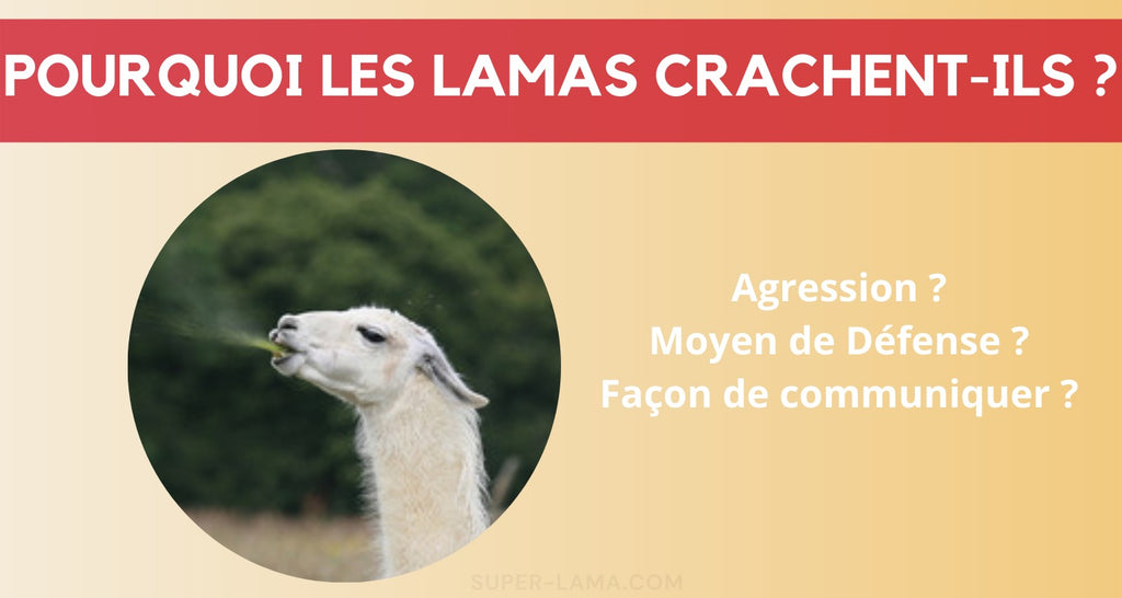 Pourquoi les lamas crachent-ils ?
