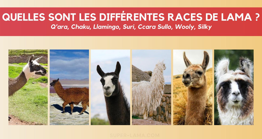 Quelles sont les différentes races de lama ?